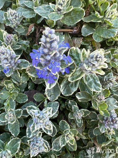 Живучка, бересклет