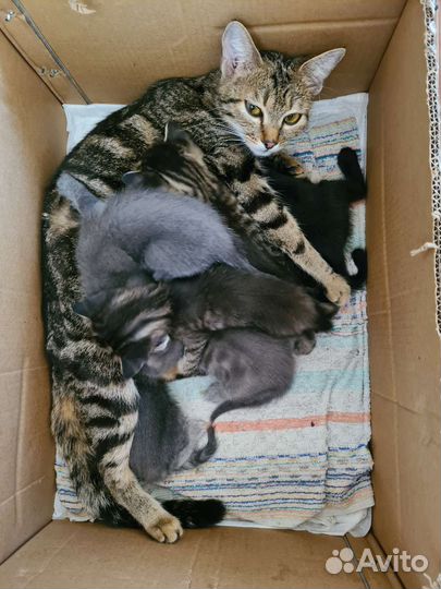 Котята в добрые руки