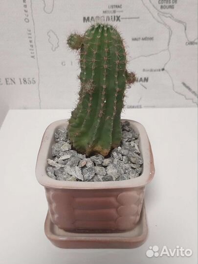 Крошка мраморная змеевик для суккулентов