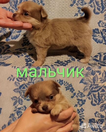 Щенки чихуахуа