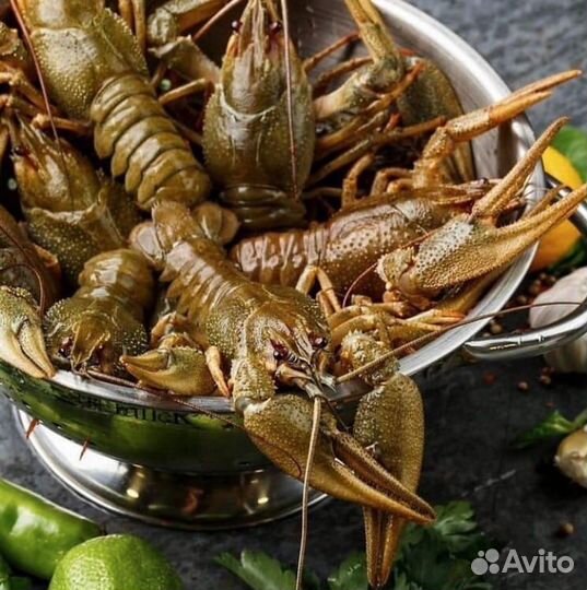 Раки живые, вареные Ракфорт