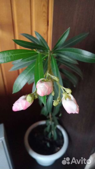Комнатные цветы Олеандр