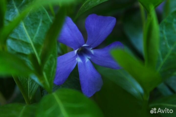 Барвинок малый