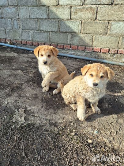 Щенки