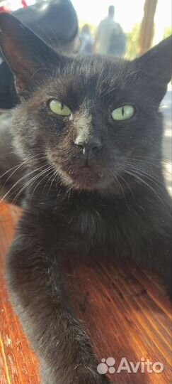 Котик бесплатно