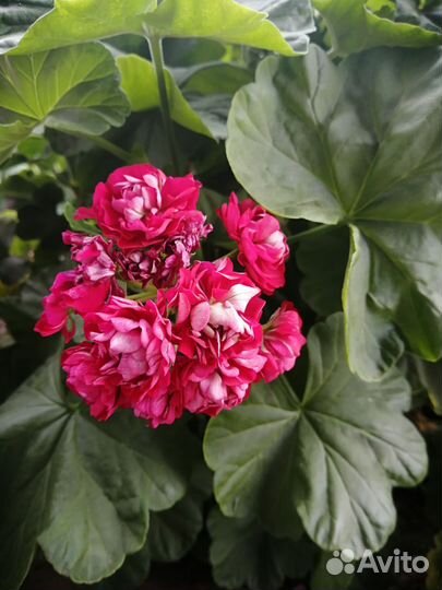 Комнатные цветы герань