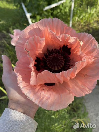 Мак многолетний (семена)