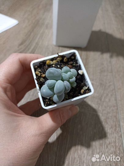 Суккулент Пахифитум овиферум