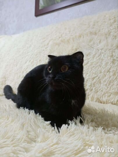 Кошка найдена