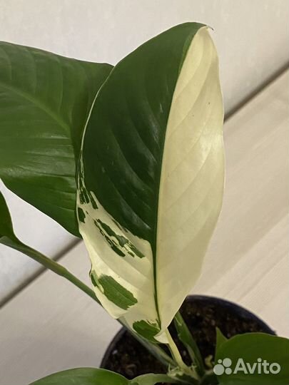 Спатифиллум пикассо