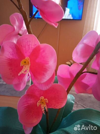 Орхидея дендробиум