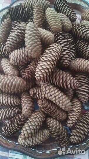 Шишки еловые