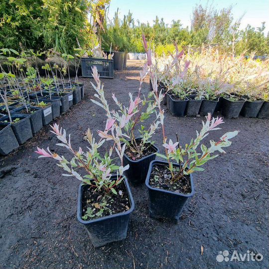 Ива цельнолистная Хакуро Нишики