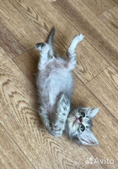 Котенок пушистый