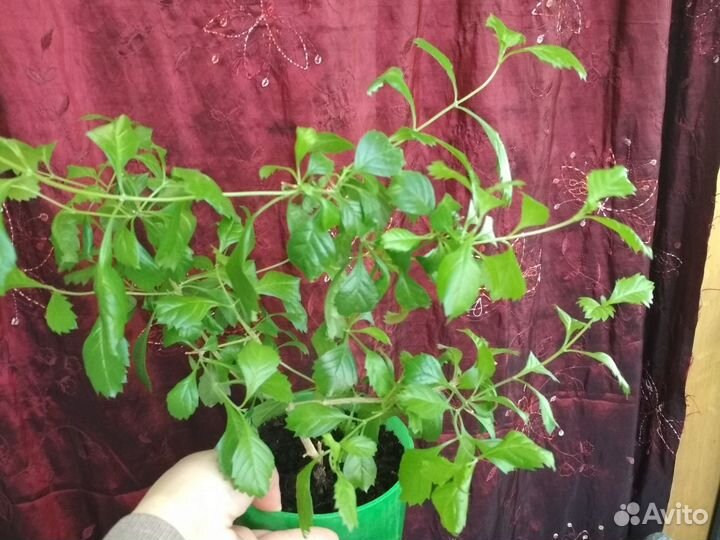 Дуранта, уайтфельдия