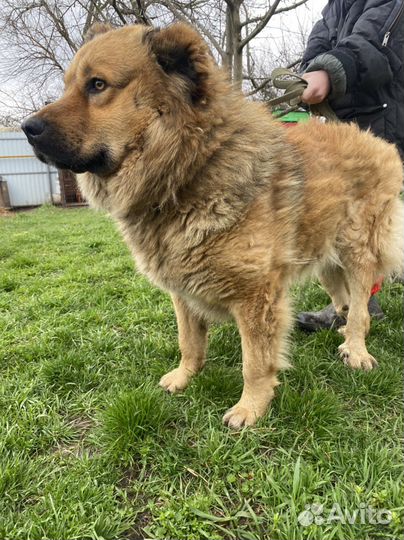 Собаки бесплатно