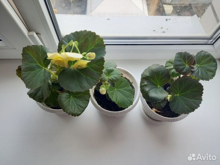 Бегония Элатиор