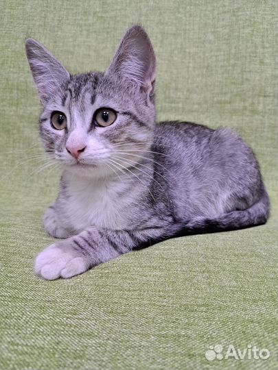 Кошка в дар бесплатно