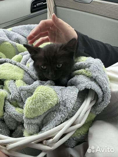 Черный котенок(девочка)