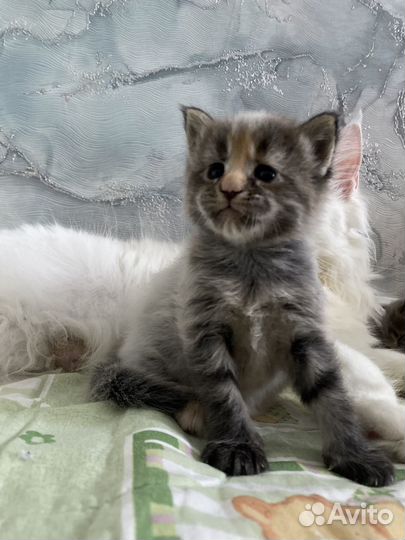 Мейн-кун девочка