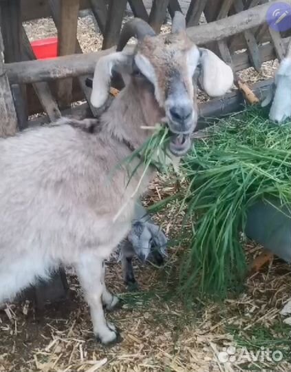 Коза нубийская