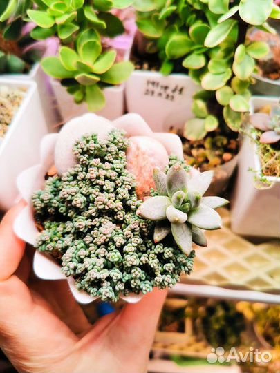 Домашние растения. Каллизия, крассула, седум