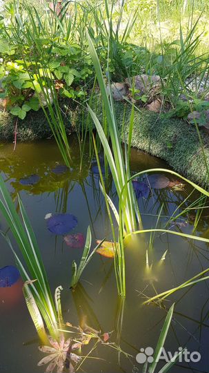 Аир болотный, прудовое растение полосатик