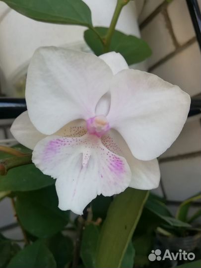 Фаленопсис