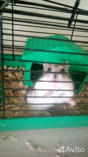 Хомяк с клеткой