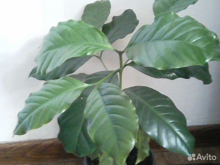 Фикус, кофе