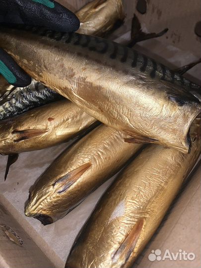 Скумбрия х/к