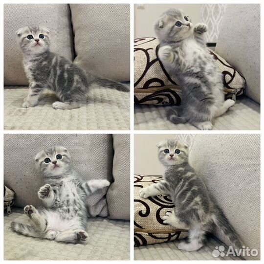 Шотландские вислоухие котята