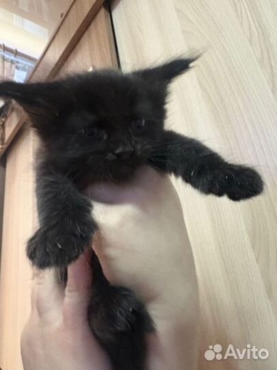Котята мейкун