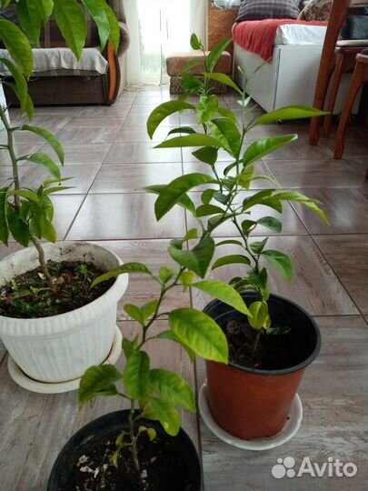 Мандариновое дерево ростки