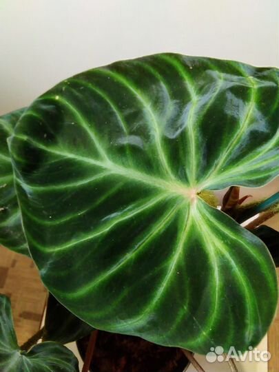 Филодендрон бородавчатый, Гигас, Медуза