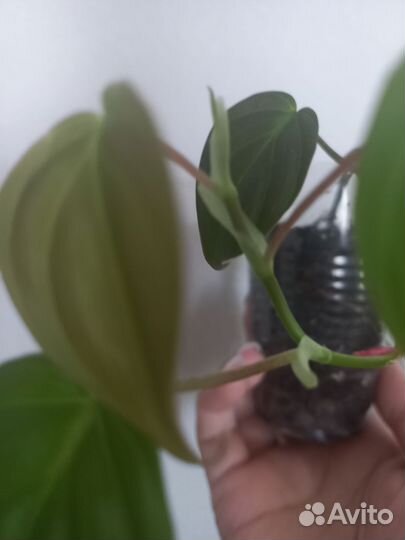 Филодендрон 