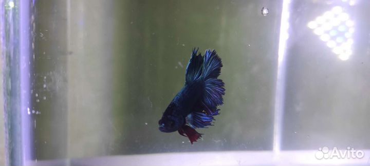 Рыбки Петушки самцы