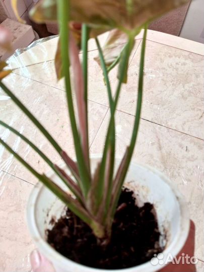 Сингониум Малиновый крем