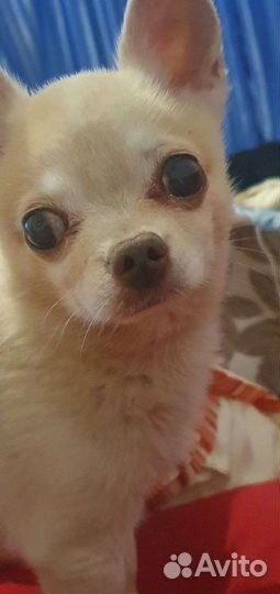 Вязка кобель чихуахуа