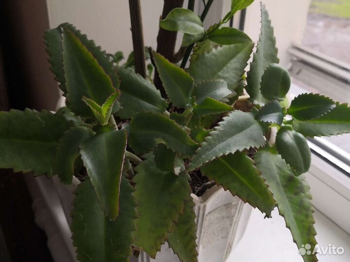 Каланхоэ лечебное