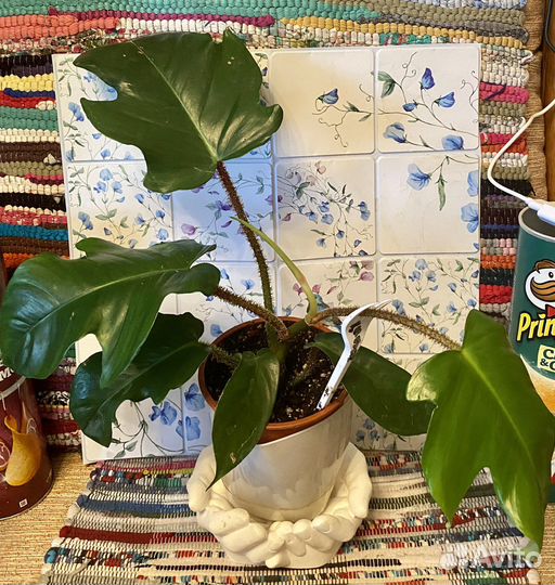 Филодендрон Нью Ред,Тортум,сквамифермум