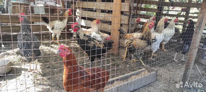 Петушки доминант