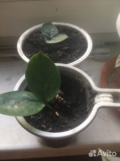 Замиокулькас и др. Комнатные растения