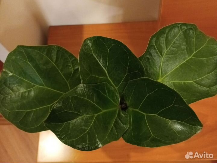 Фикус лировидный бамбини