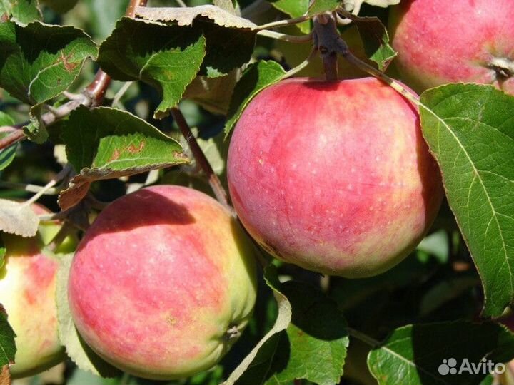 Яблоня зимостойкая В ассортименте Высота от 2м