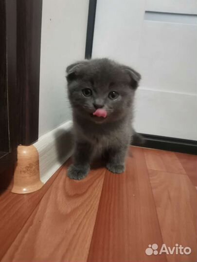 Британские котята