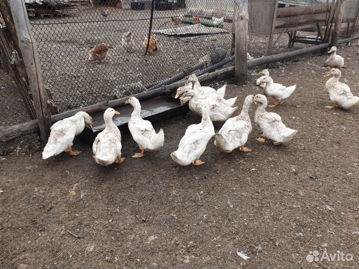 Куры бройлеры и утки