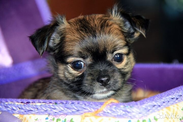 Домашнее содержание (передержка)