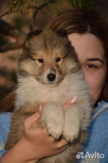 Щенки колли длинношерстной