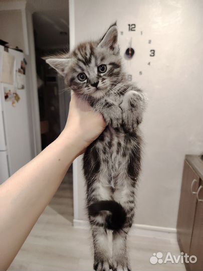 Котята мейн-кун метис